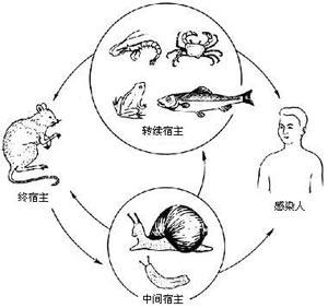 山東群英醫(yī)學(xué)研究有限公司:小鼠淋巴細(xì)胞性脈絡(luò)叢腦膜炎