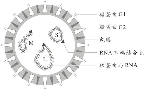山東群英醫(yī)學(xué)研究有限公司:嚙齒類流行性出血熱