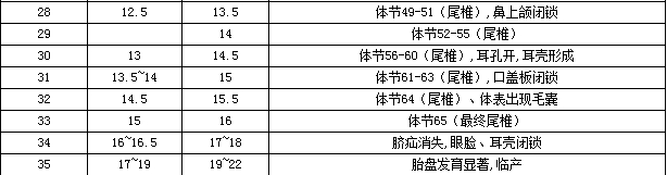 實(shí)驗(yàn)小鼠和大鼠各胚胎發(fā)育時(shí)期的變化