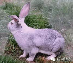 進(jìn)展有關(guān)兔的實(shí)驗(yàn)時(shí)飼養(yǎng)要注意什么？