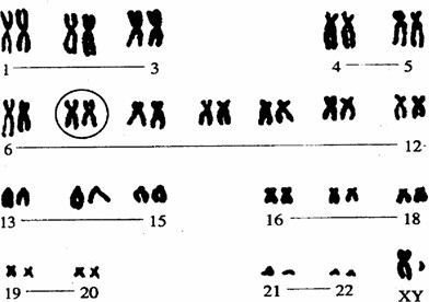 細(xì)胞實驗技術(shù):動物染色體標(biāo)本的制備