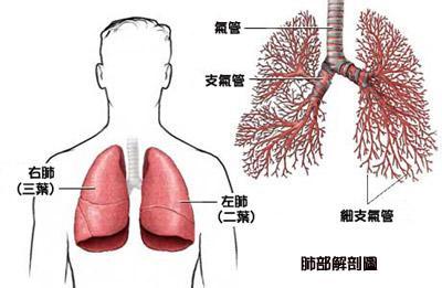 【醫(yī)學(xué)服務(wù)】肺癌腦轉(zhuǎn)移治療策略（NCCN 2015v3指南結(jié)合主要臨床試驗）