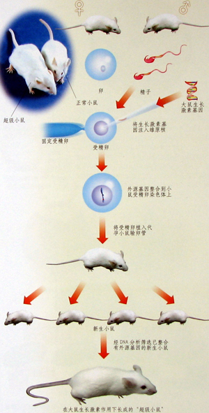 轉(zhuǎn)基因小鼠模型的建立(SOP)