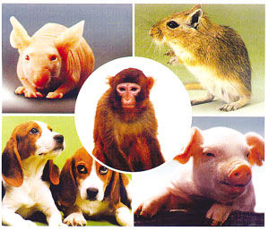 實驗動物骨髓的采集法
