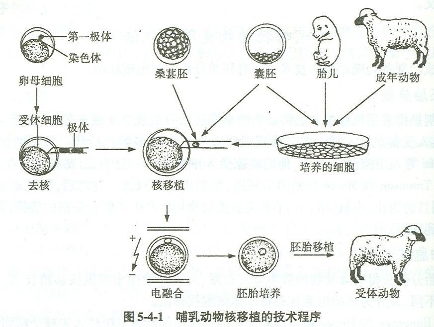 哺乳動(dòng)物細(xì)胞核移植 ( 克隆 ) 的基本技術(shù)程序