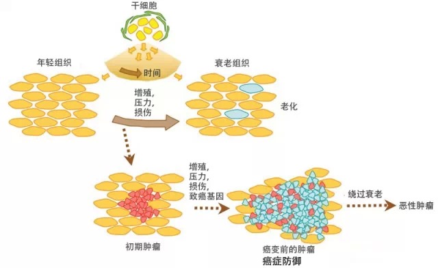 干細胞、壓力、衰老和癌癥之間潛在的相互作用