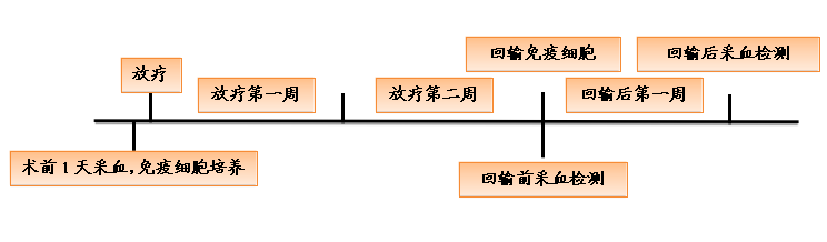 免疫細(xì)胞與放療聯(lián)合治療方案