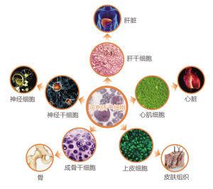 間充質(zhì)干細(xì)胞