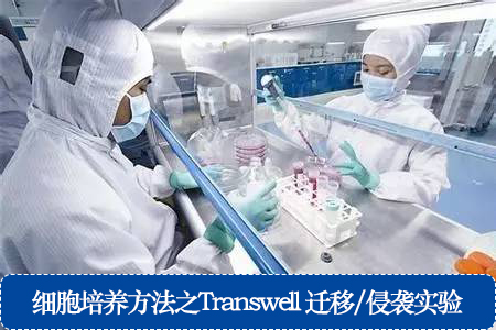 細胞培養(yǎng)方法之Transwell 遷移/侵襲實驗