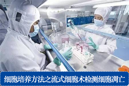 細(xì)胞培養(yǎng)方法之流式細(xì)胞術(shù)檢測細(xì)胞凋亡