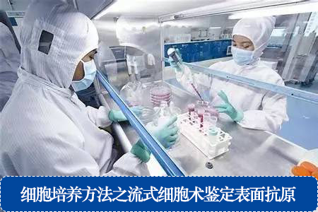 細胞培養(yǎng)方法之流式細胞術(shù)鑒定表面抗原