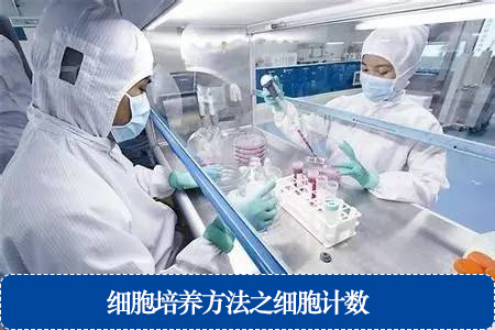 細胞培養(yǎng)方法之細胞計數